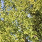 Tørrede ginkgo-blade præsenteres i en transparent plastpose, der er lukket med en klar selvklæbende flap. Bladene har en lys grøn farve med en let gylden nuance og varierer i størrelse og form, karakteriseret ved deres vifteformede struktur. Posen har en etiket med sort og grøn tekst, der angiver produktets navn og vægt.