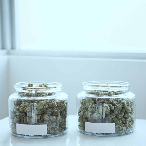 cannabis buds i opbevaringsglas