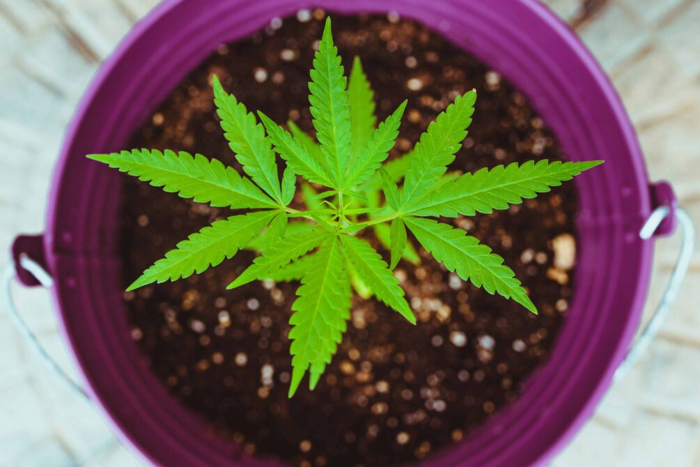 groen-cannabis-plante-i-lilla-potte-med-perlite-kugler-og-jord