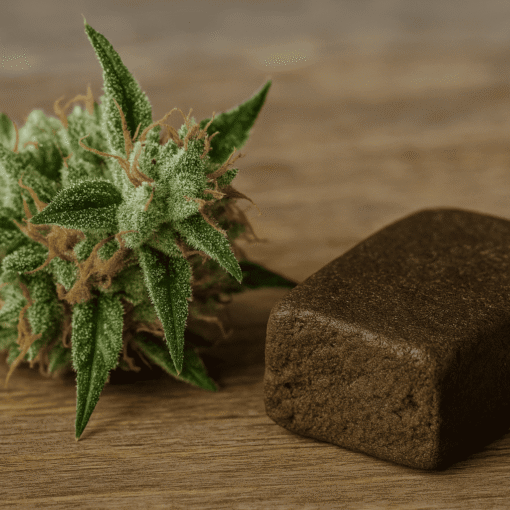 grønt topskud fra skunk plante liggende på et bord ved siden af brun hashklump